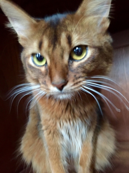 Поговорим о кошках39