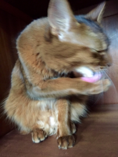 Поговорим о кошках39