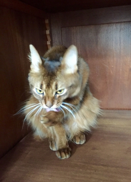 Поговорим о кошках39