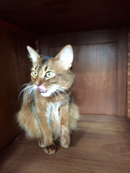 Поговорим о кошках39