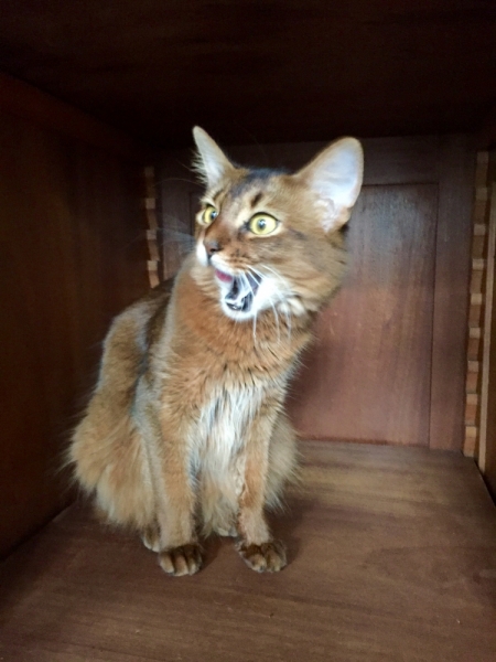 Поговорим о кошках39