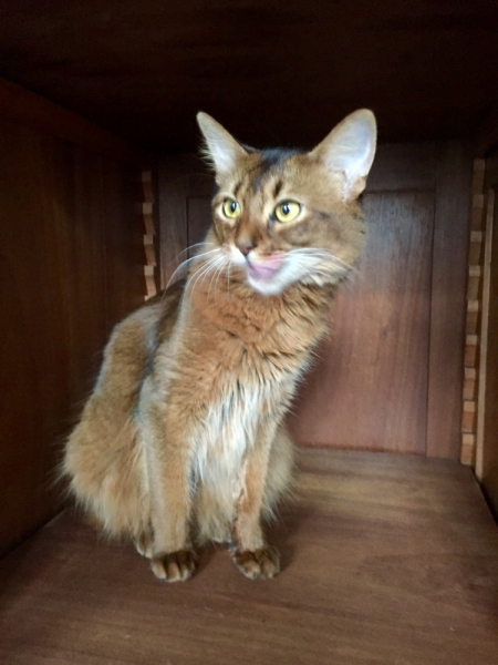 Поговорим о кошках39