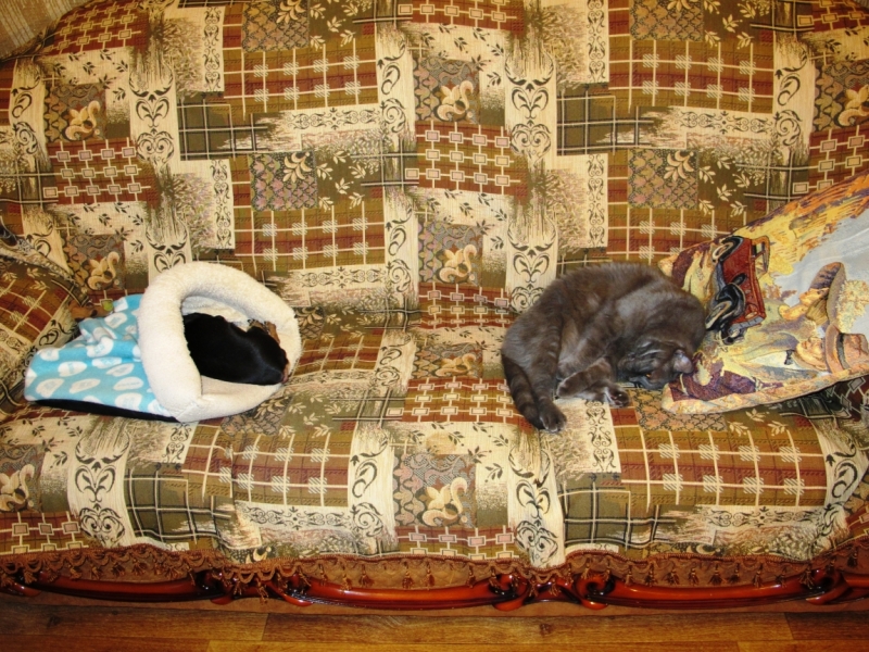 Поговорим о кошках39