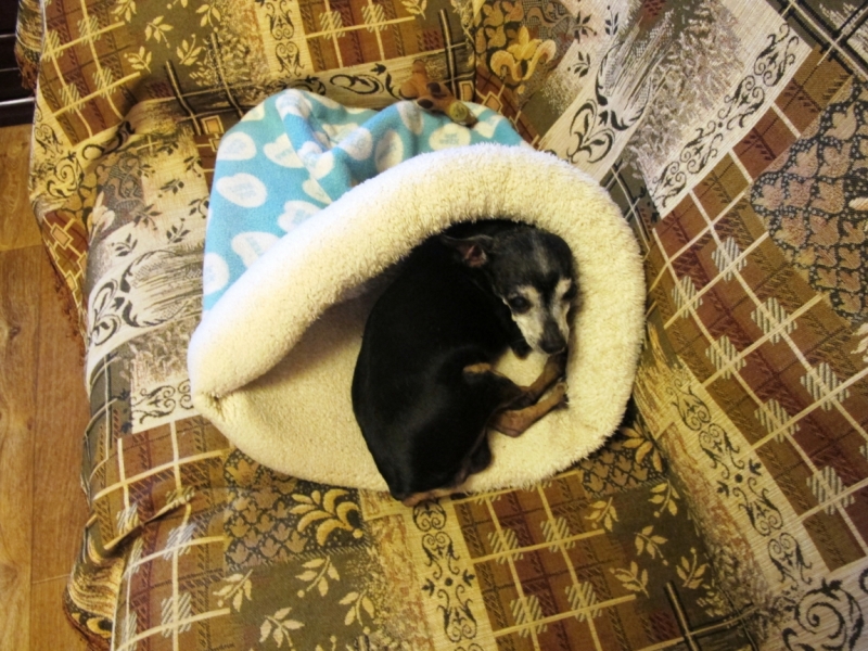 Поговорим о кошках39