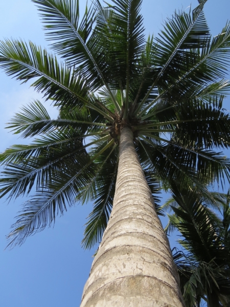 Шри-Ланка в феврале-марте 2016 г. Пляжи и треккинги (нетуристические места).