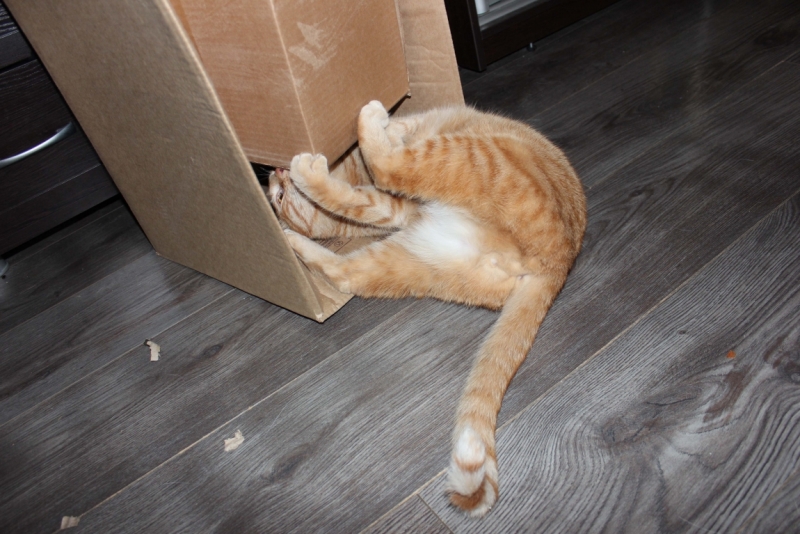 Поговорим о кошках39