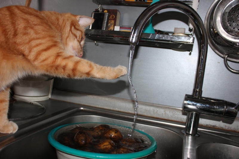 Поговорим о кошках39