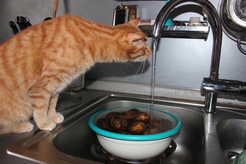 Поговорим о кошках39