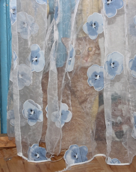 Поговорим о кошках39