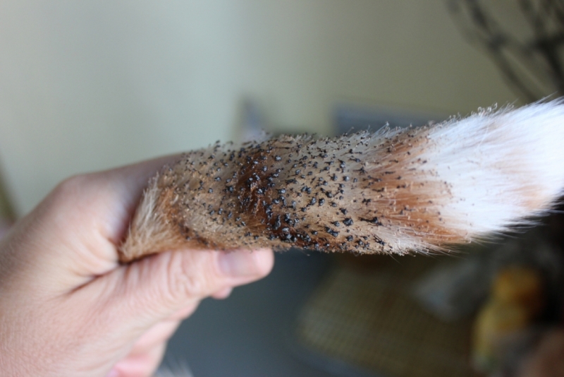 Поговорим о кошках39