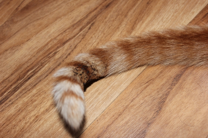 Поговорим о кошках39