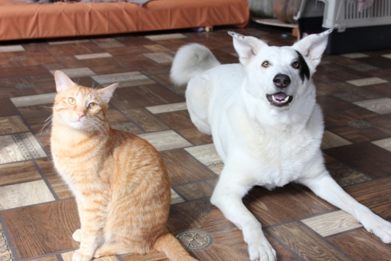 Поговорим о кошках39