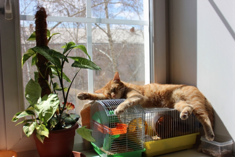 Поговорим о кошках39