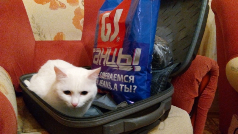 Поговорим о кошках39