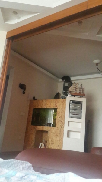 Поговорим о кошках39