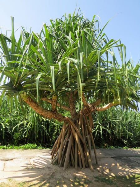 Шри-Ланка в феврале-марте 2016 г. Пляжи и треккинги (нетуристические места).