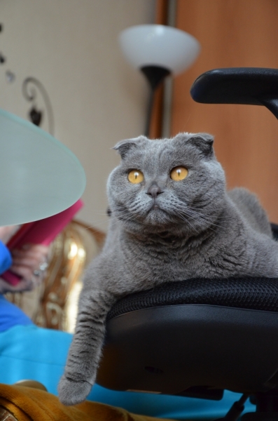 Поговорим о кошках39