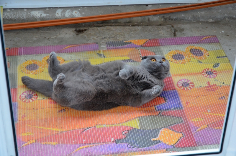 Поговорим о кошках39