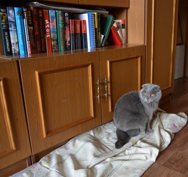 Поговорим о кошках39