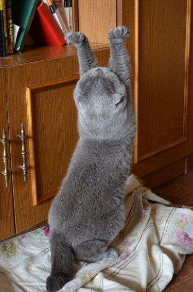 Поговорим о кошках39