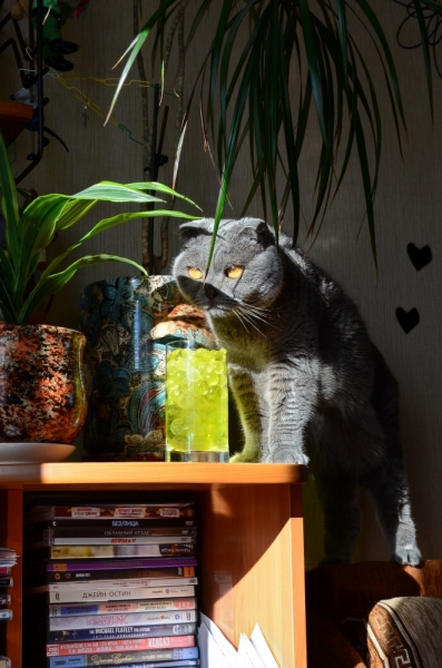 Поговорим о кошках39