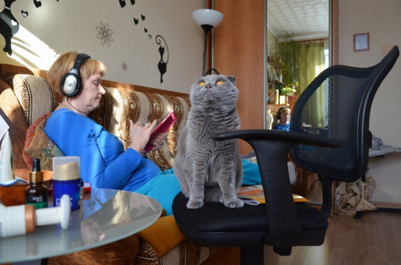 Поговорим о кошках39