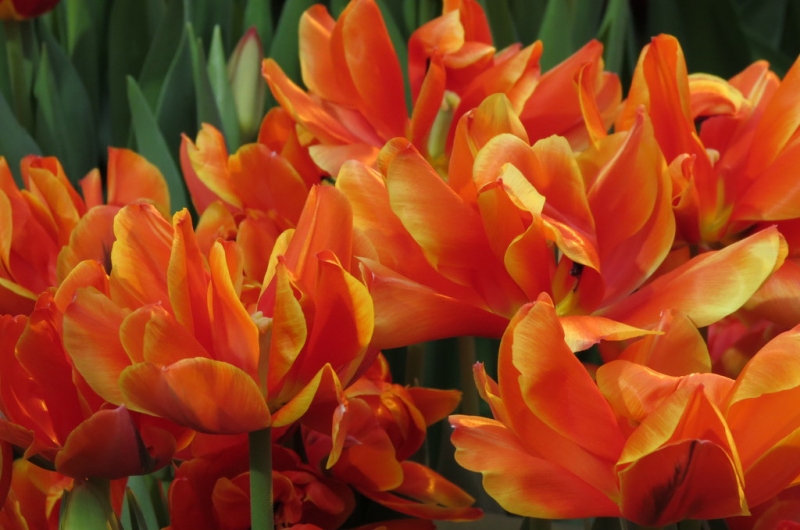 Поговорим о кошках39