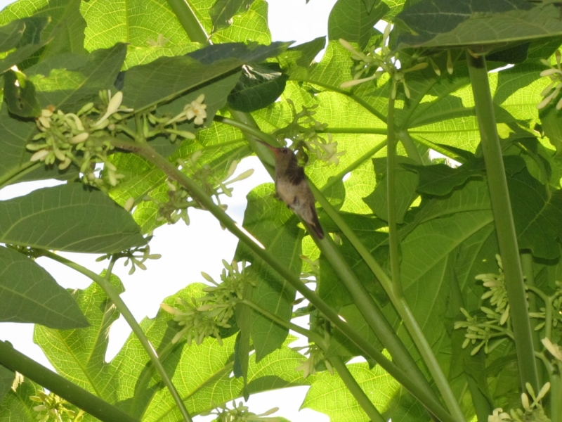 Жизнь семьи в аргентинской Месопотамии.