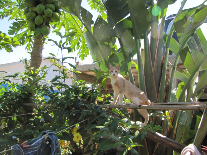 Жизнь семьи в аргентинской Месопотамии.