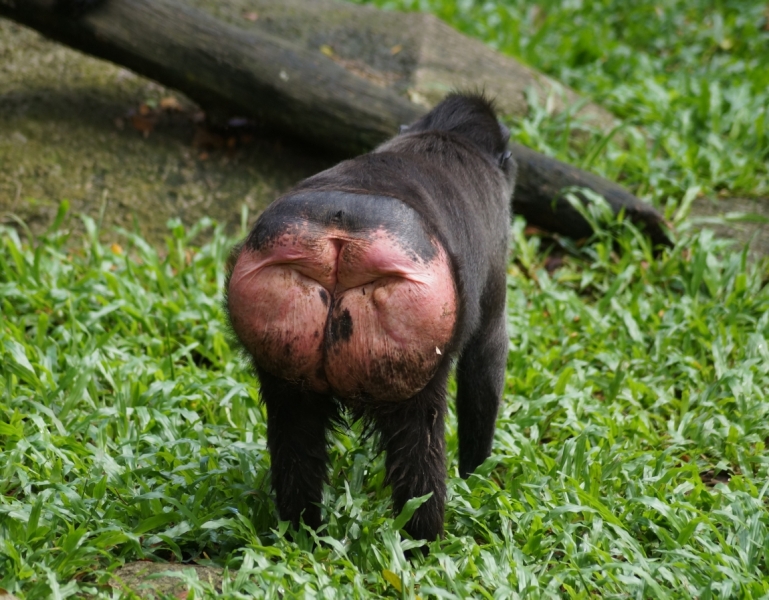 Фотографии животного мира