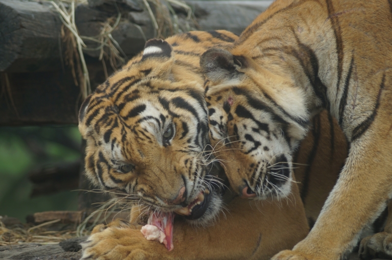 Фотографии животного мира