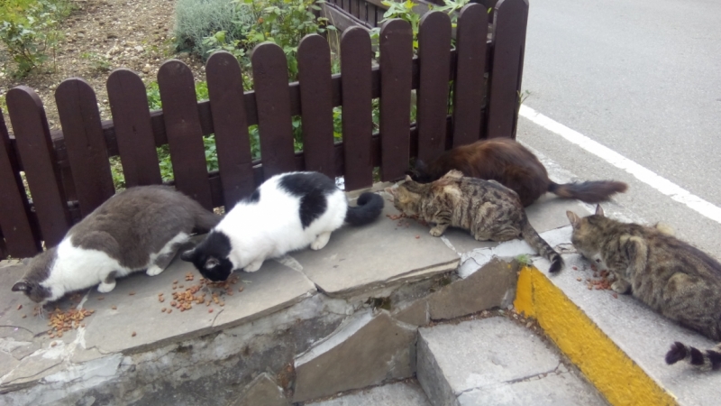 Поговорим о кошках39