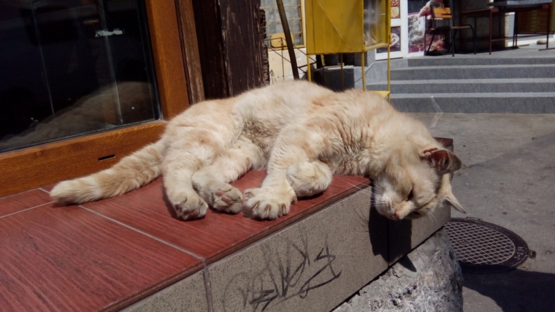 Поговорим о кошках39