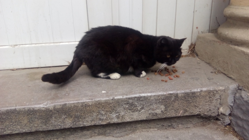 Поговорим о кошках39