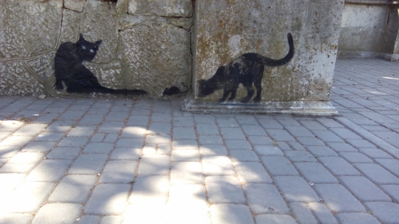 Поговорим о кошках39