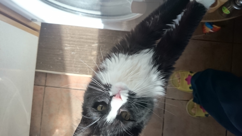 Поговорим о кошках39