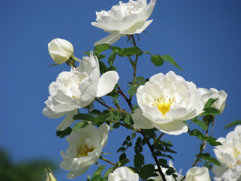 Поговорим о кошках39