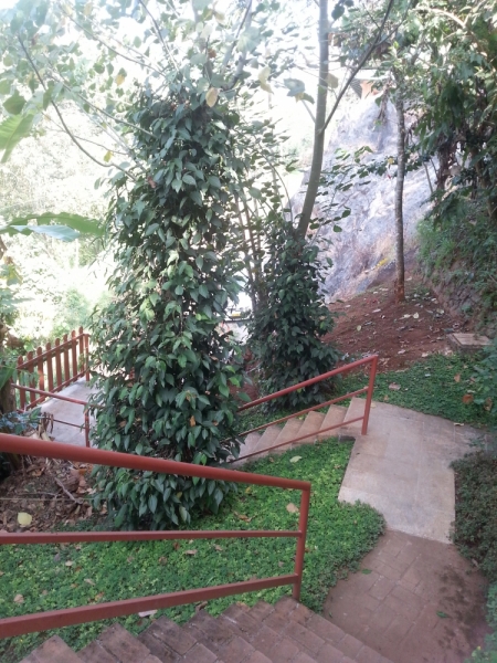 5 месяцев в Индии или краткий путеводитель по Керале ( Кочи, Аллепи, Муннар)