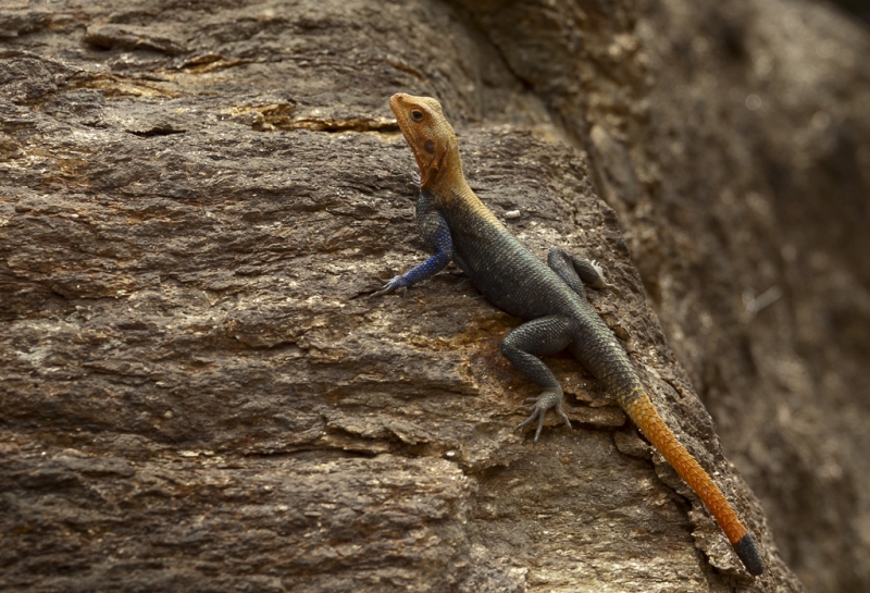 Фотографии животного мира