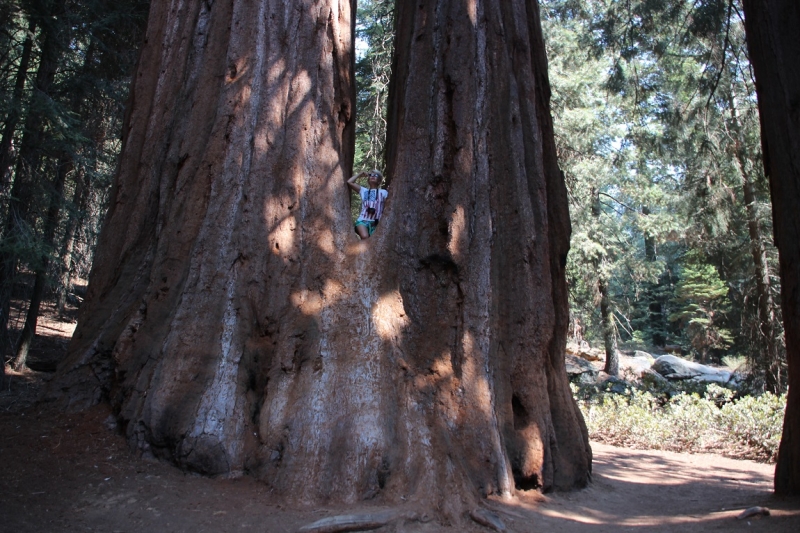 Sequoia NP