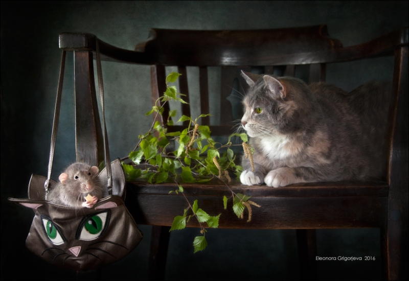 Поговорим о кошках39