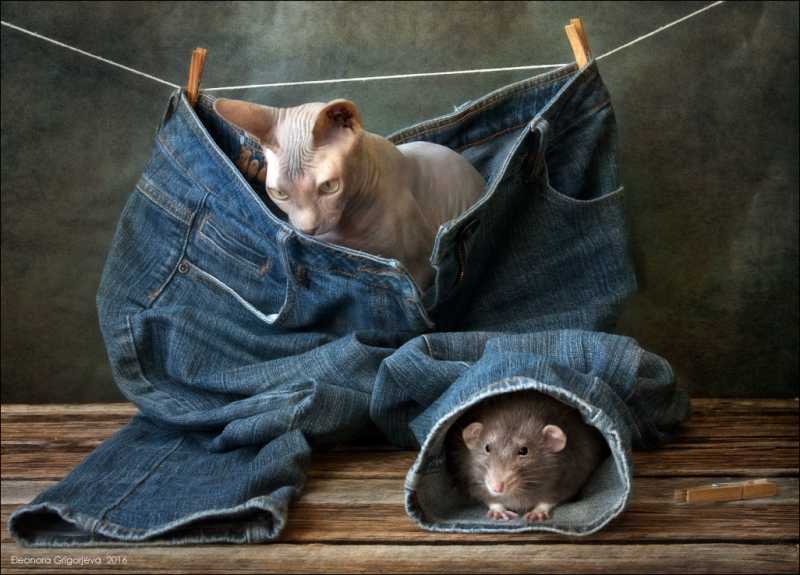 Поговорим о кошках39