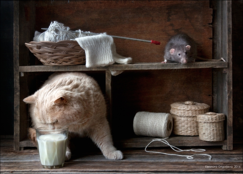 Поговорим о кошках39