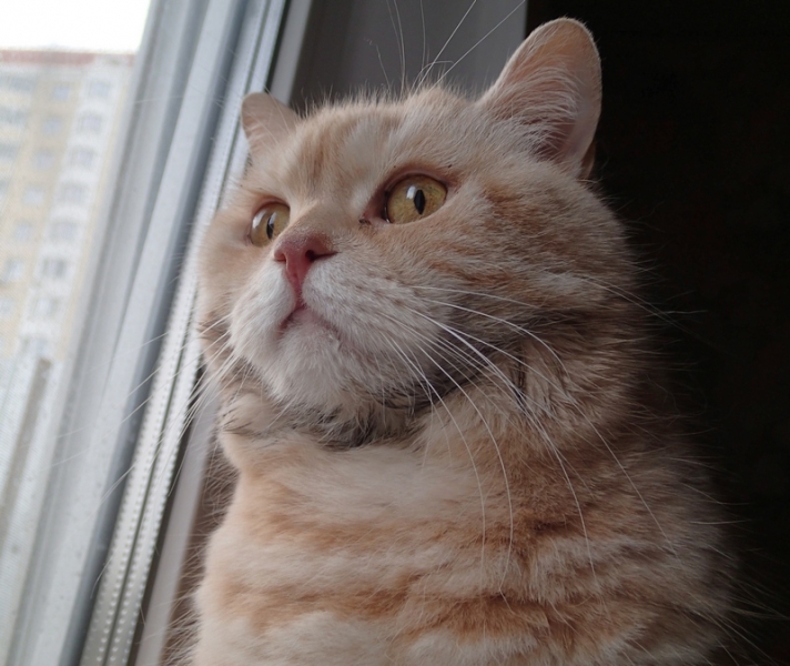 Поговорим о кошках39