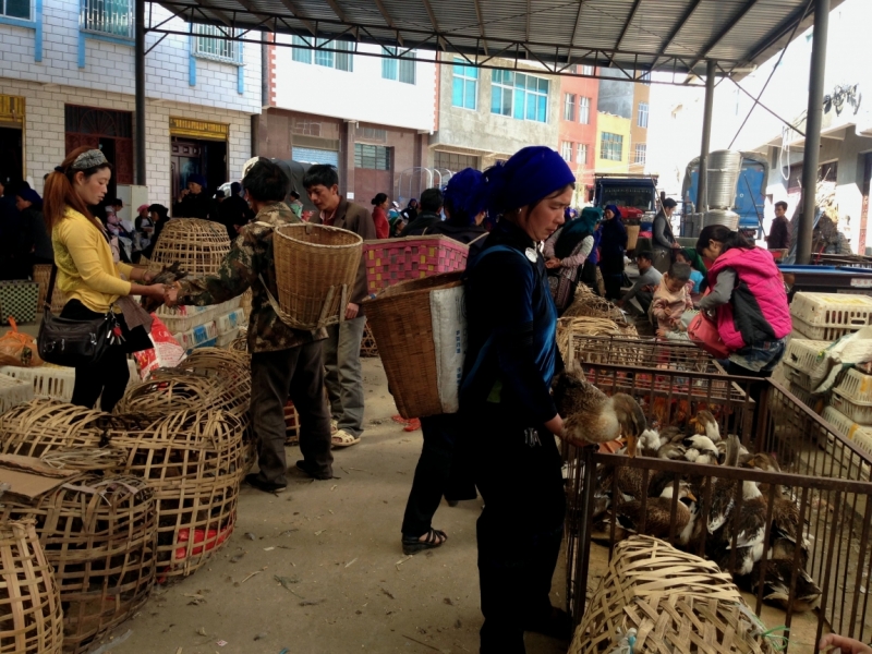 Yunnan в марте (Yuanyang – Lijiang - Shangri-La )