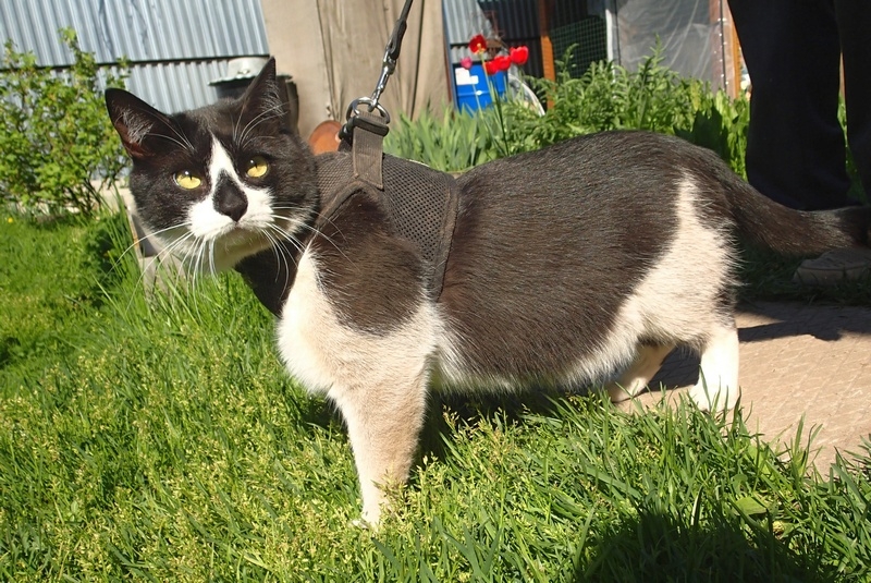 Поговорим о кошках39