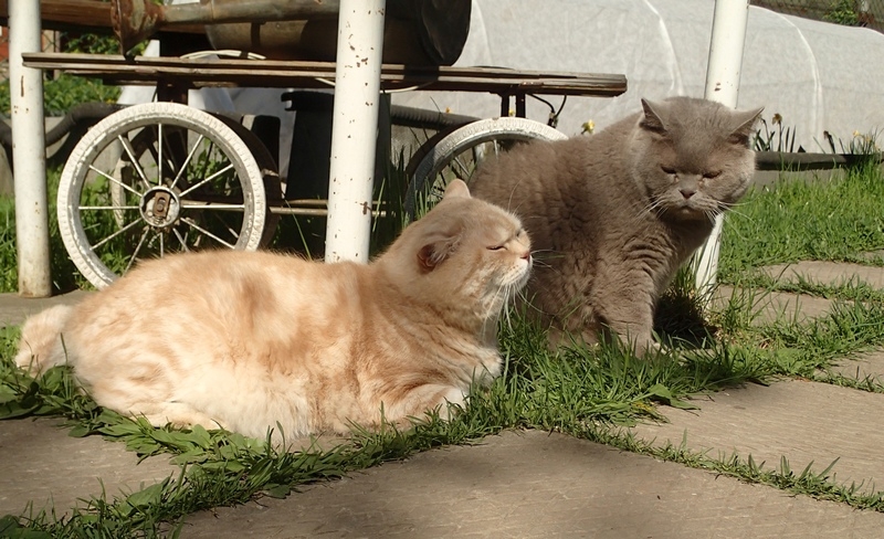 Поговорим о кошках39