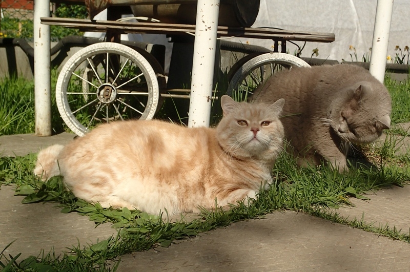 Поговорим о кошках39