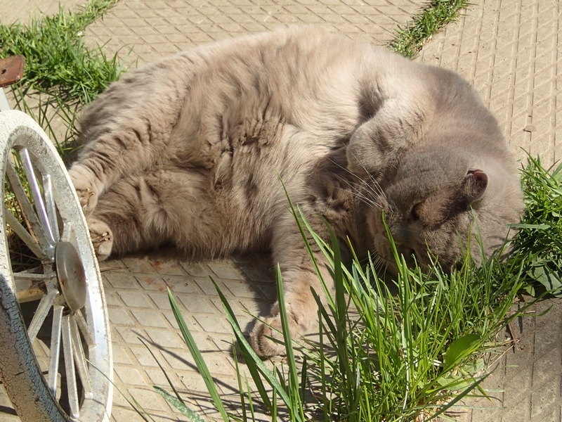 Поговорим о кошках39