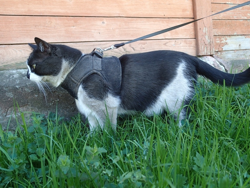 Поговорим о кошках39